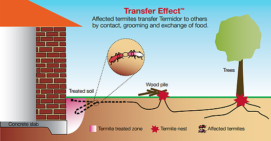 Termite Inspections and Termidor Termite Barriers à¦à¦° à¦à¦¬à¦¿à¦° à¦«à¦²à¦¾à¦«à¦²